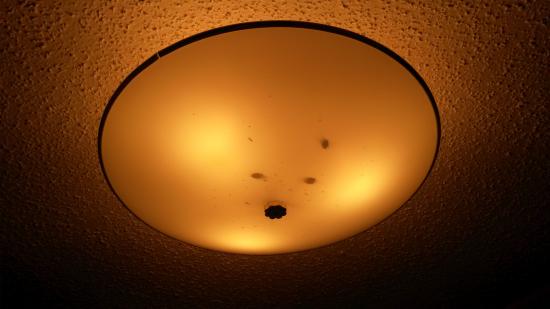 Bug in outlet light fixture